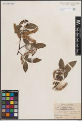 Foto von Salix dibapha C. K. Schneid.